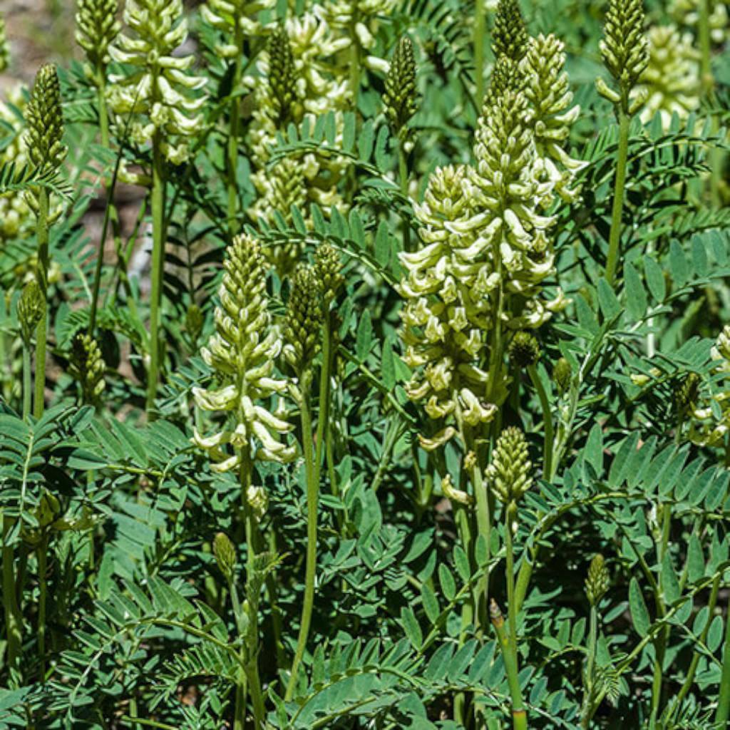 astragalus root