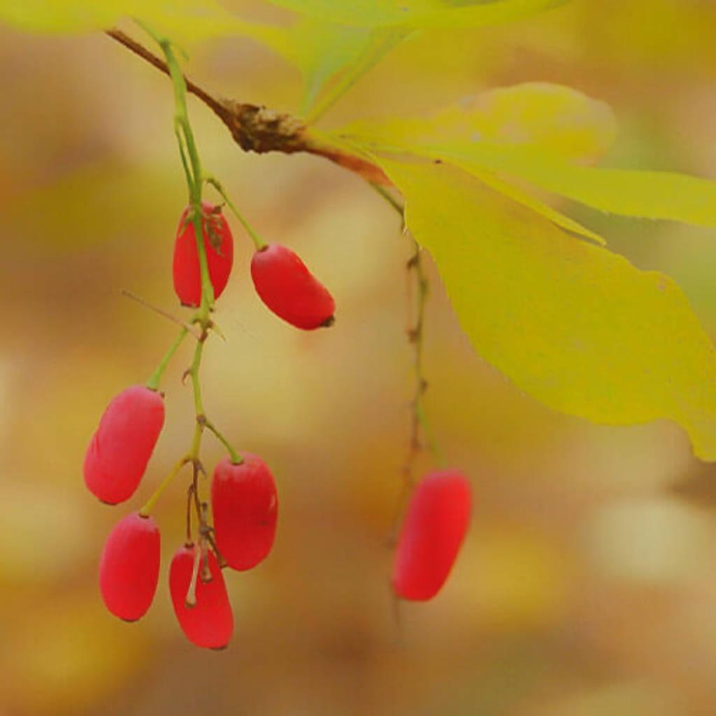 Indian barberry root extract