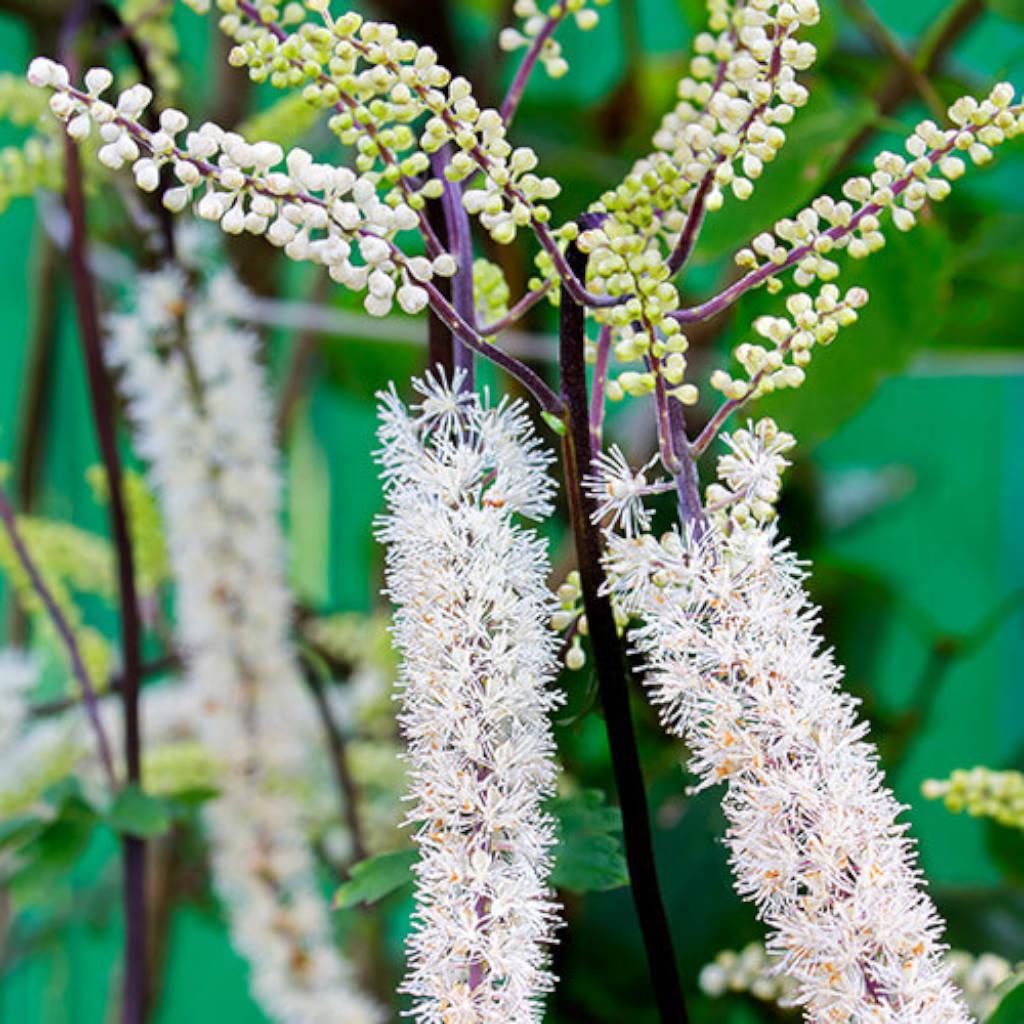 Black cohosh root