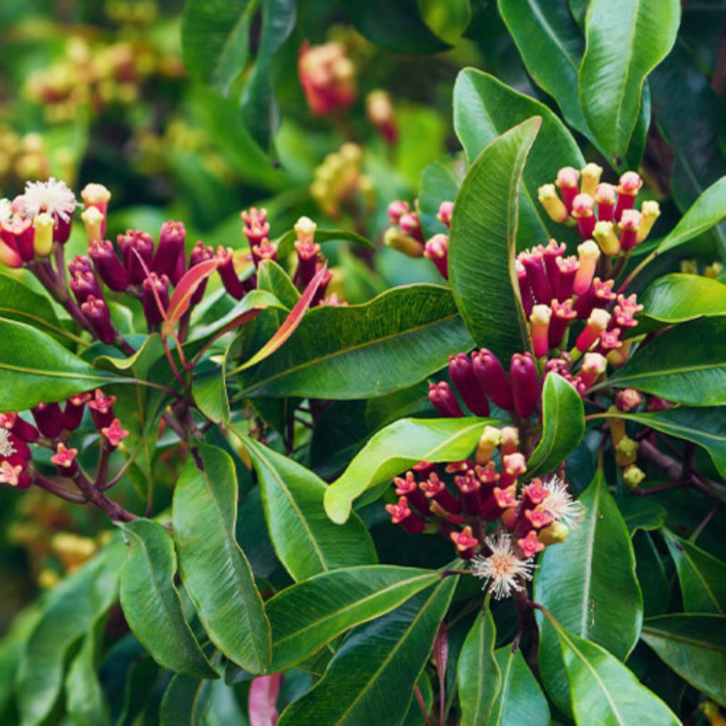 clove flower buds