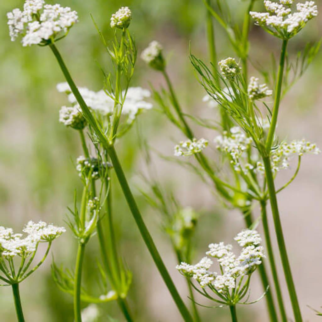 Caraway Seed