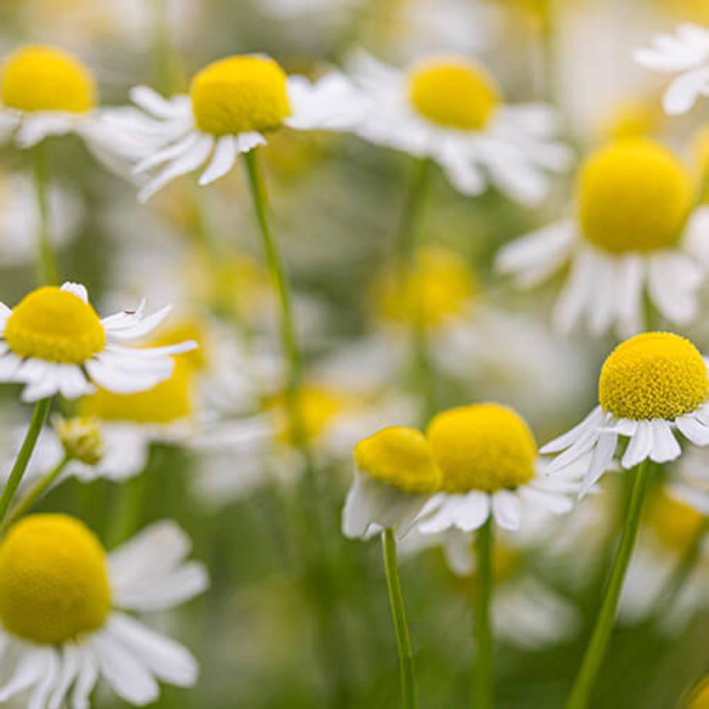 Chamomile flowers