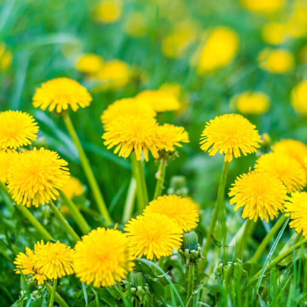 Dandelion plant