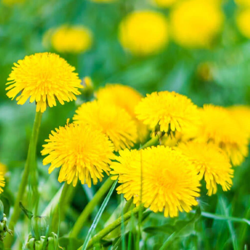 Dandelion root