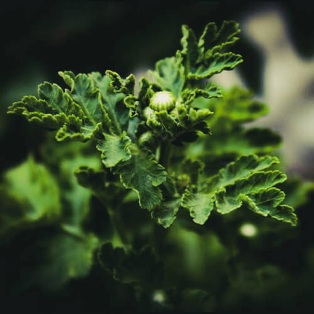 Feverfew aerial parts