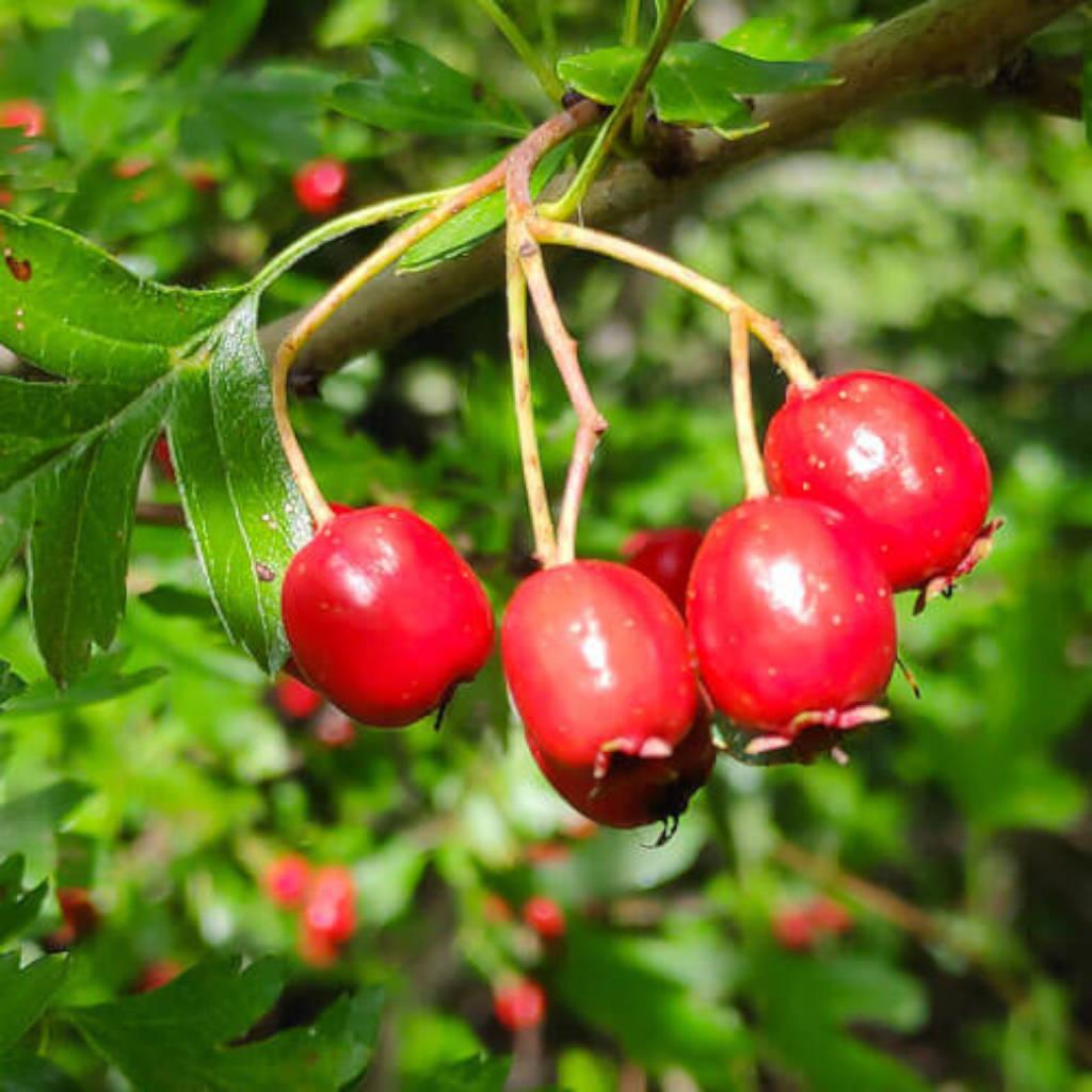 Hawthorn berries