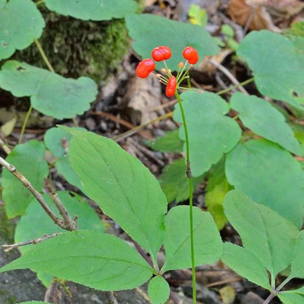 Panax ginseng root