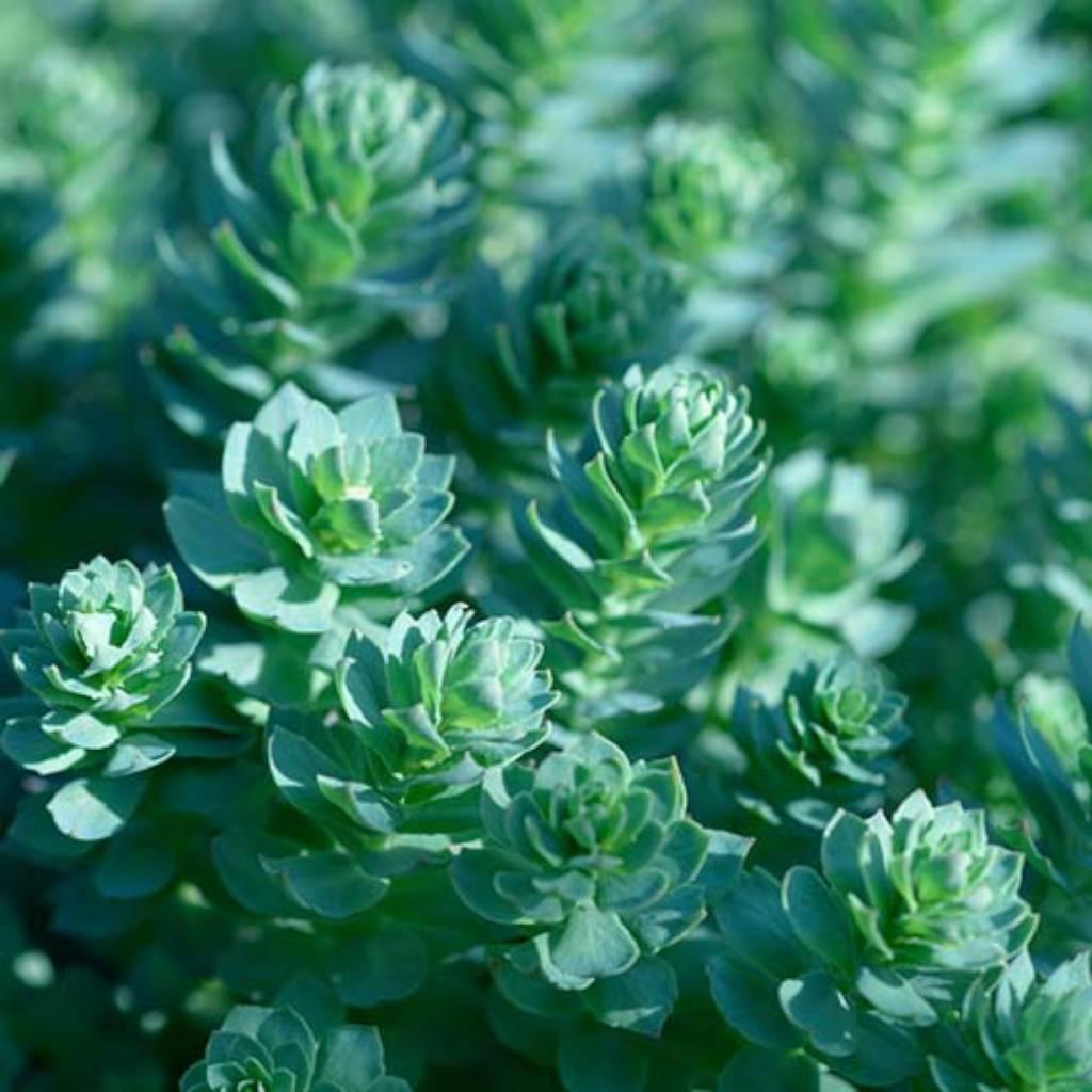 rhodiola root extract