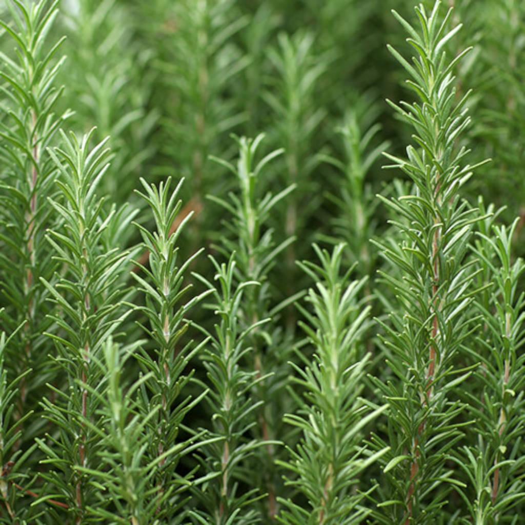 Rosemary leaves