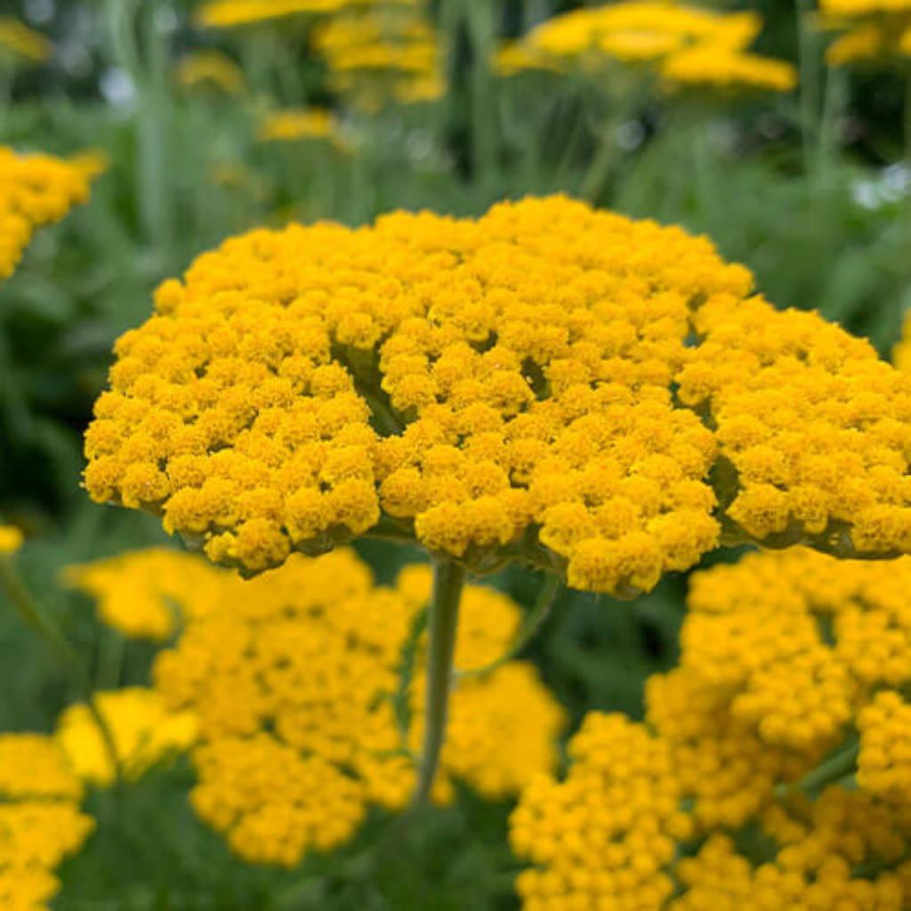 Yarrow aerial parts