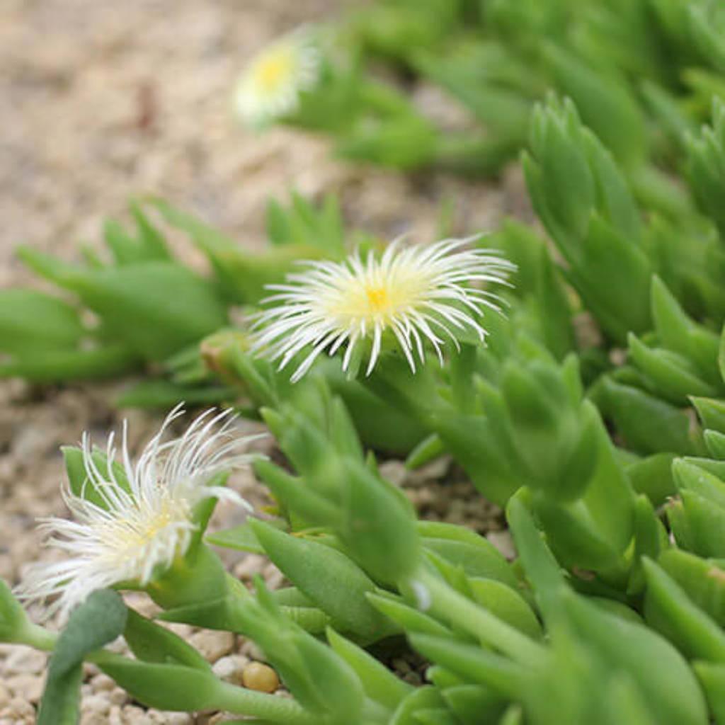 Sceletium Tortuosum Extract