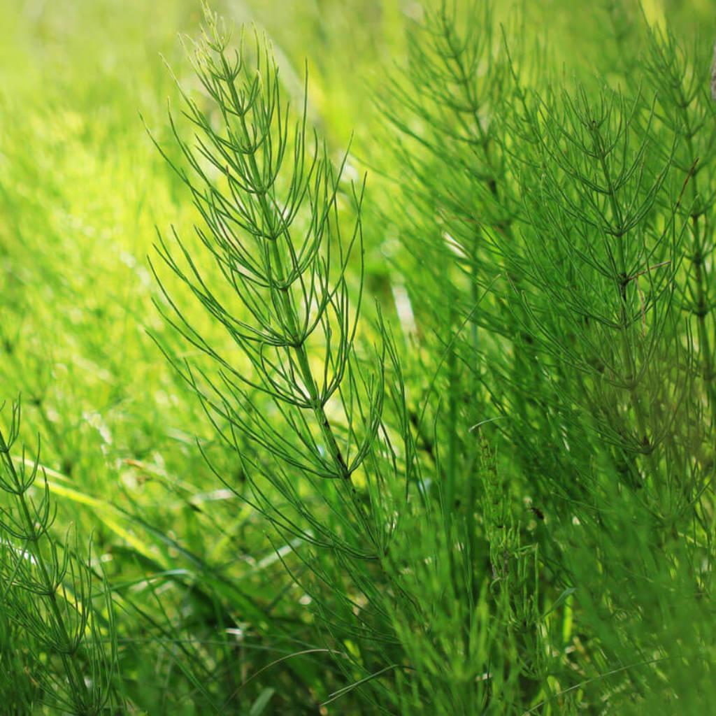 Horsetail