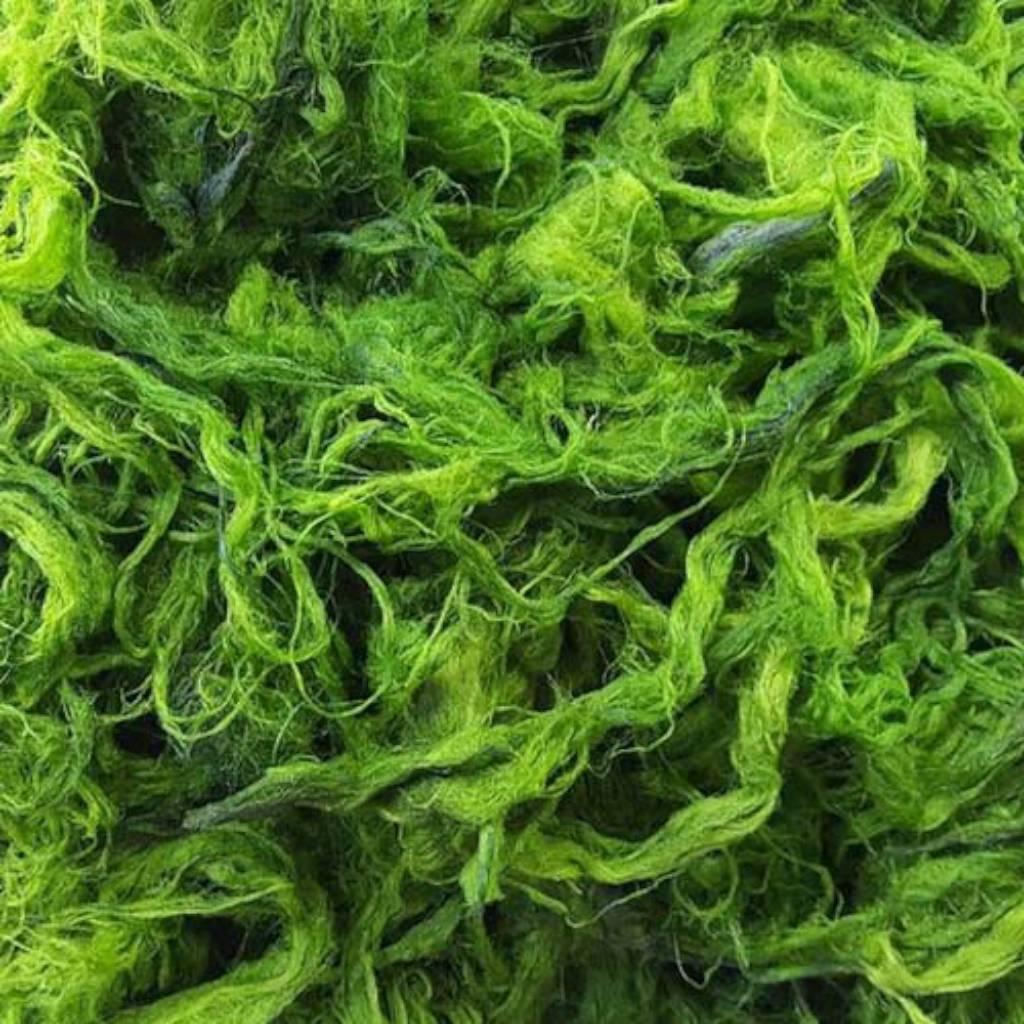 Spirulina algae